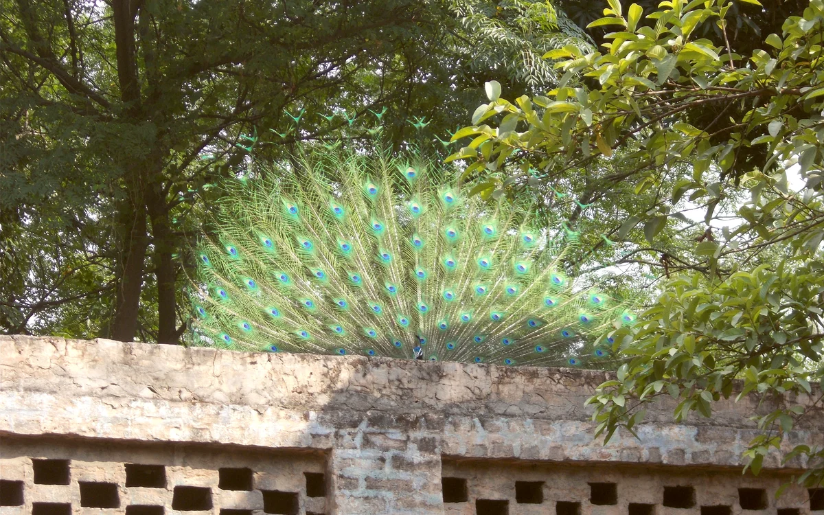 Ropar photography