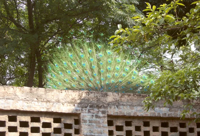 Ropar · Photo 1